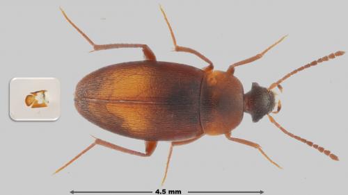 Réf. 259 254 : Choleva agilis